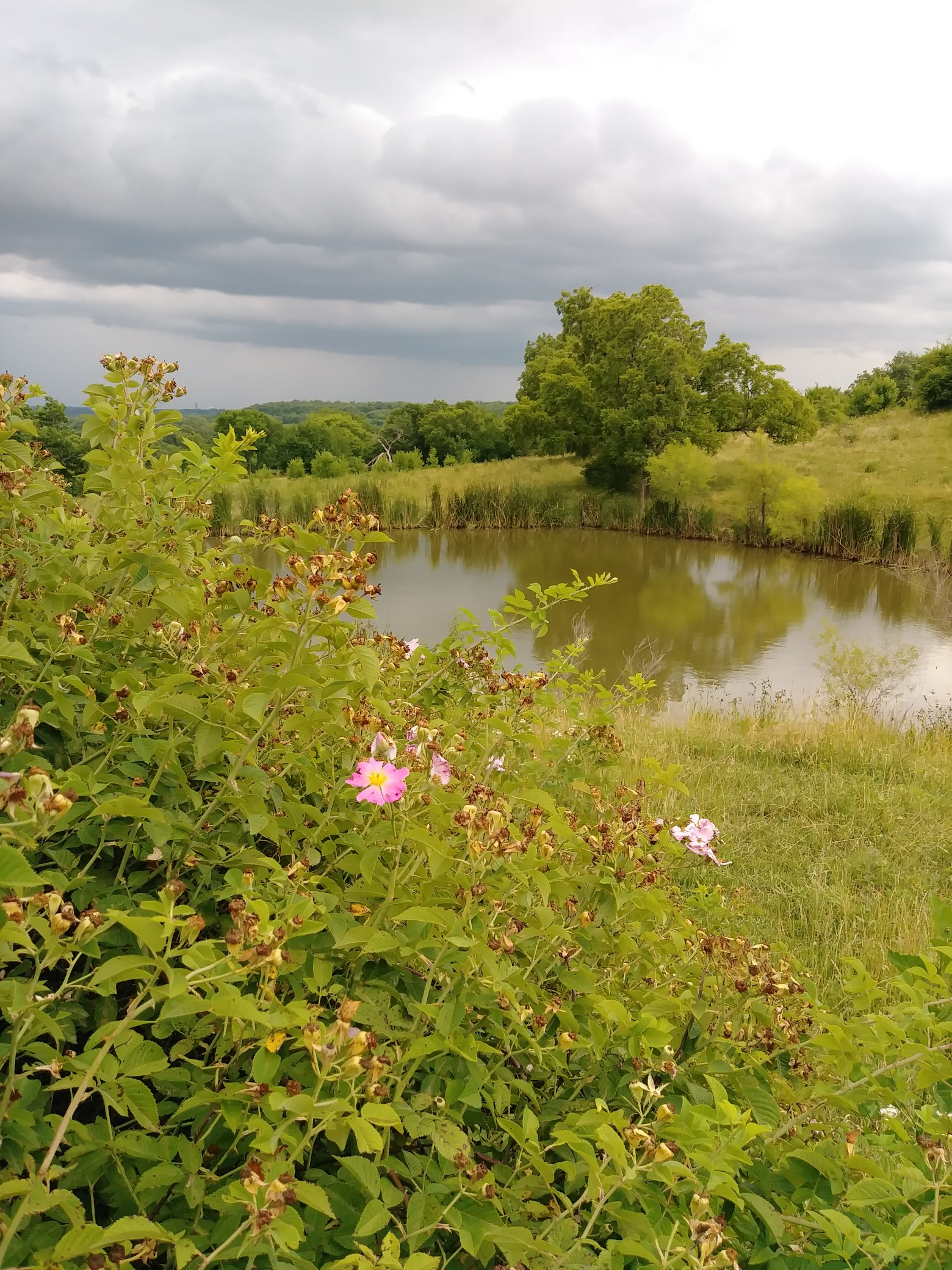 Calm by Nature: GABA, Prairie Sunshine & Sleep‑Supporting Teas and Tinctures