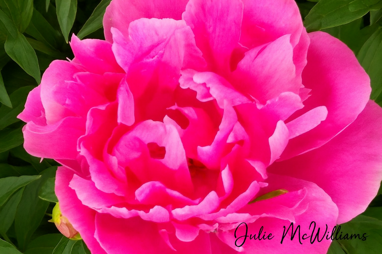 Rose oil and Sunshine Prairie Journal What's in your bath water?