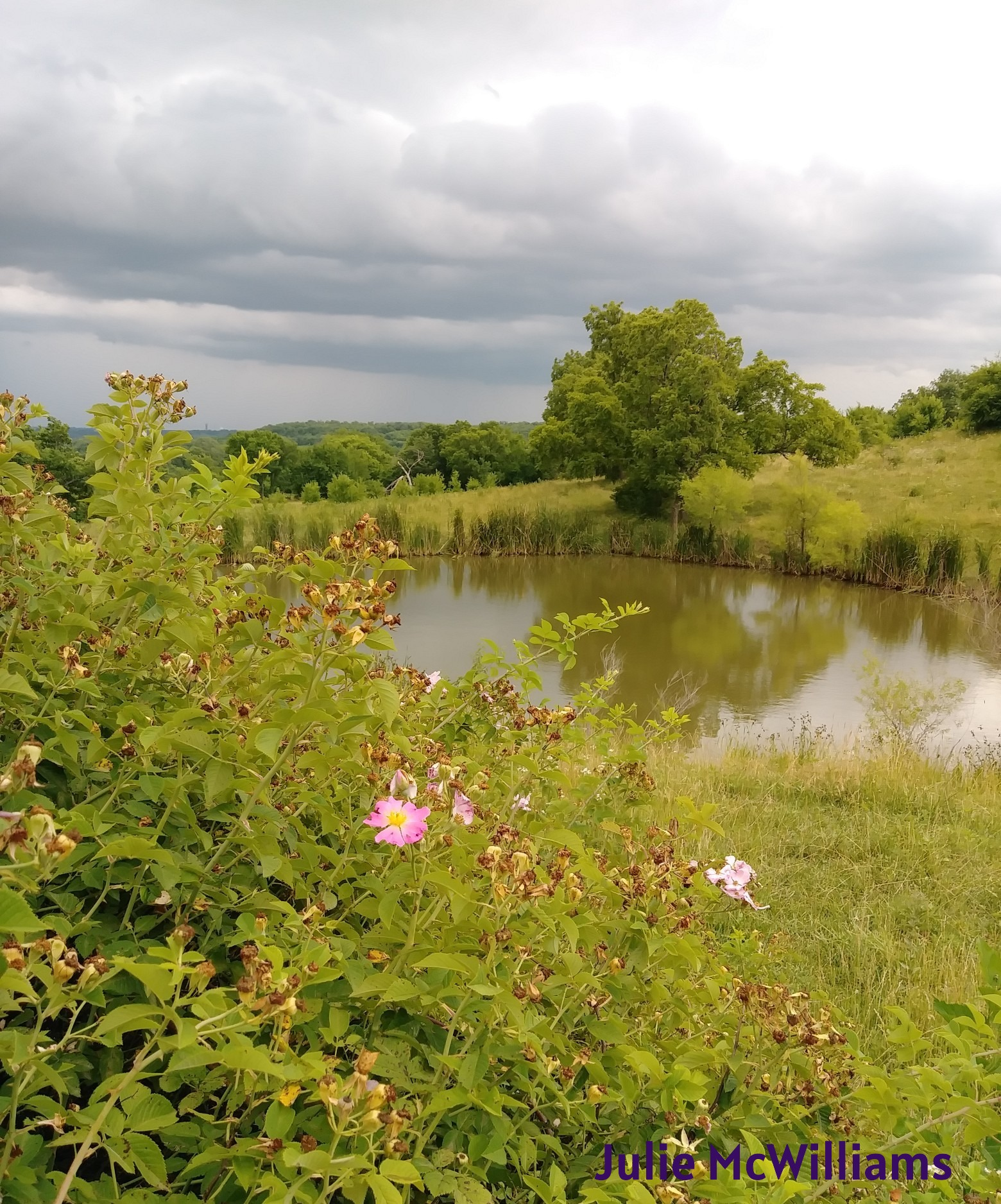 Calm by Nature: GABA, Sleep‑Supporting Teas and Tinctures